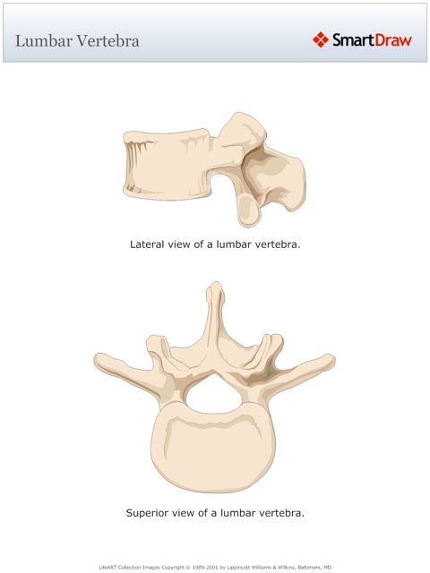 Lumbar_Vertebra