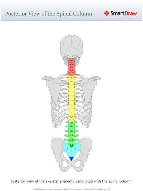 Posterior_View_of_the_Spinal_Column