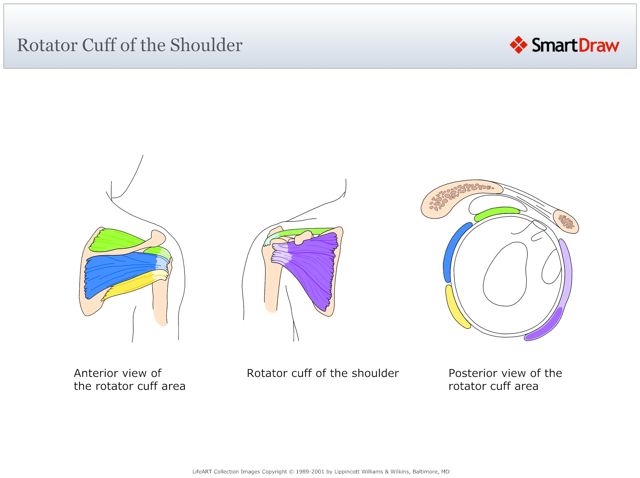 Rotator_Cuff_of_the_Shoulder