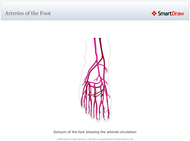 Arteries_of_the_Foot