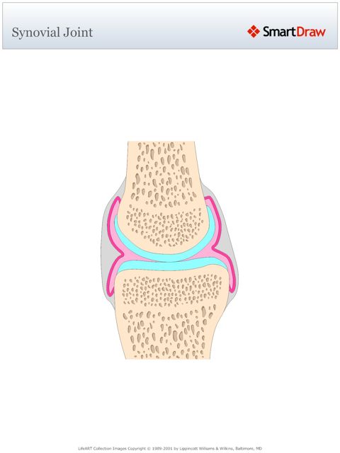 Synovial_Joint