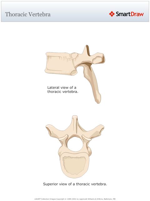Thoracic_Vertebra
