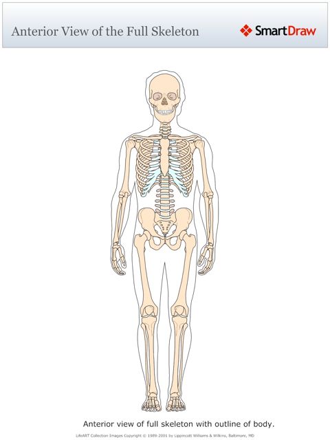 Anterior_View_of_the_Full_Skeleton
