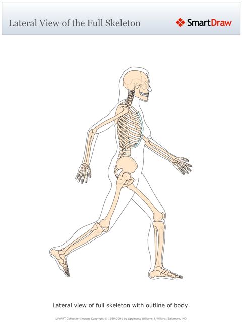 Lateral_View_of_the_Full_Skeleton