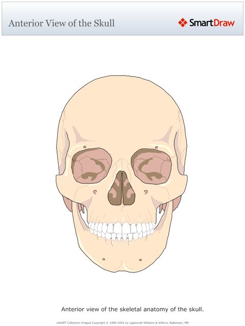Anterior_View_of_the_Skull