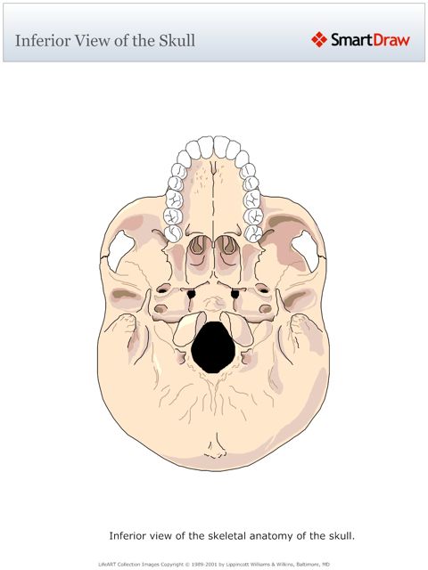 Inferior_View_of_the_Skull