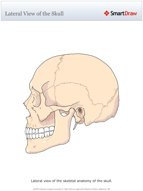 Lateral_View_of_the_Skull