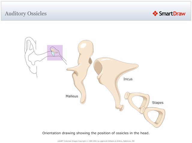 Auditory_Ossicles