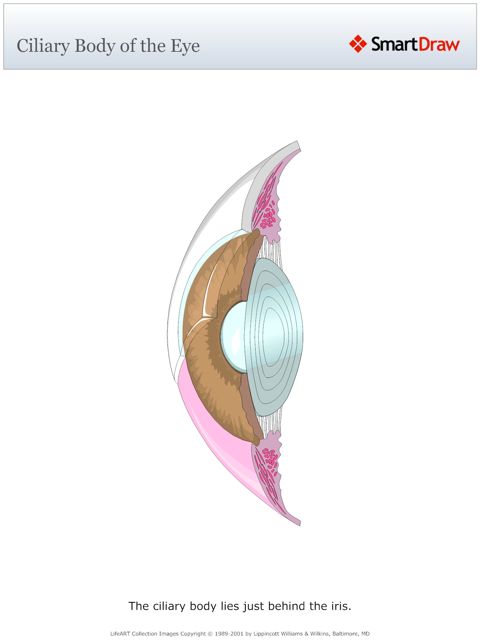 Ciliary_Body_of_the_Eye
