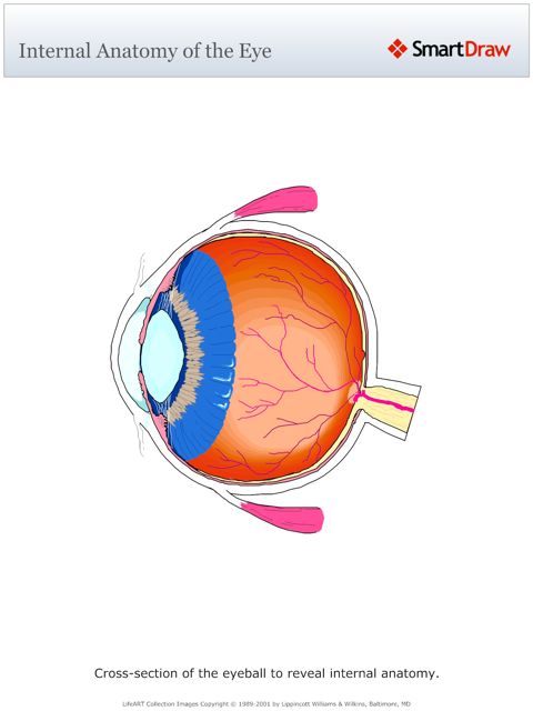 Internal_Anatomy_of_the_Eye
