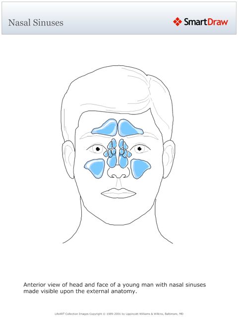 Nasal_Sinuses