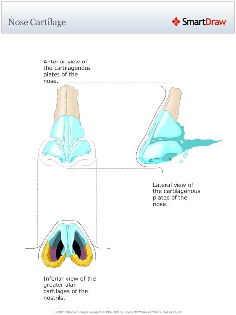 Nose_Cartilage