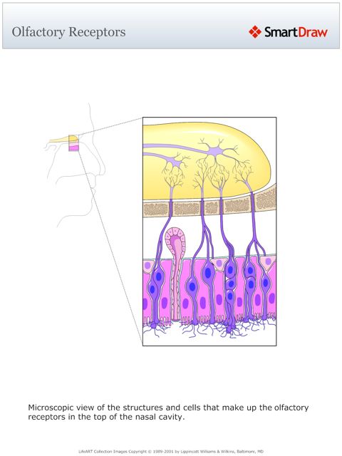 Olfactory_Receptors