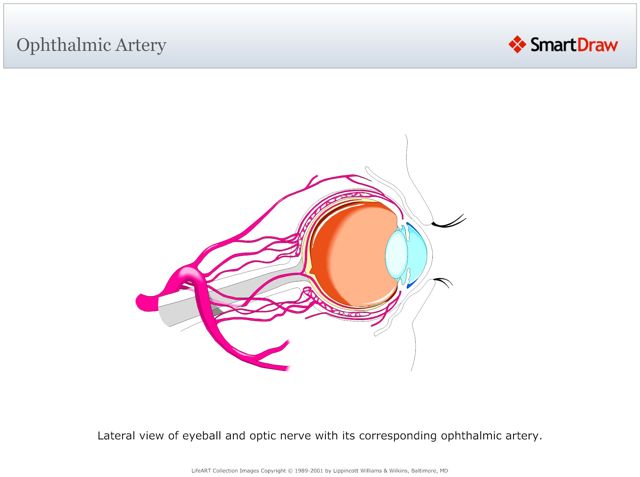 Ophthalmic_Artery