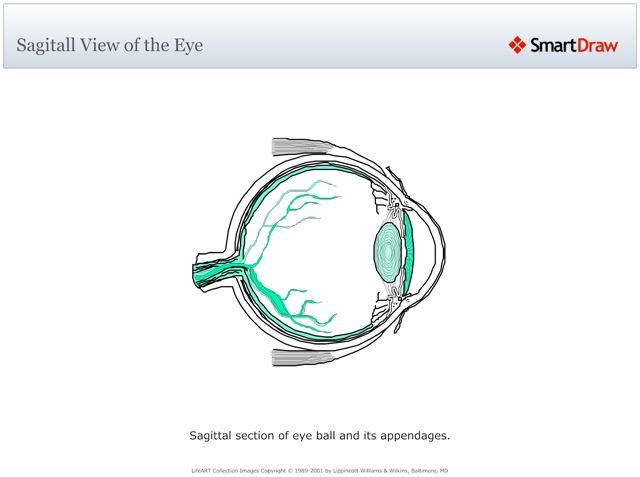 Sagitall_View_of_the_Eye