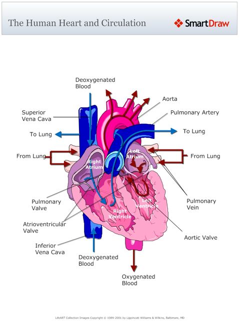 The_Human_Heart_and_Circulation