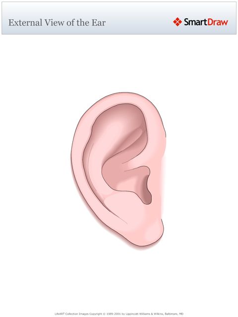 External_View_of_the_Ear