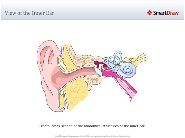 View_of_the_Inner_Ear