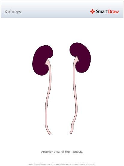 Kidneys