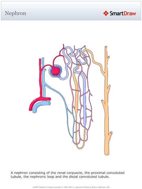 Nephron