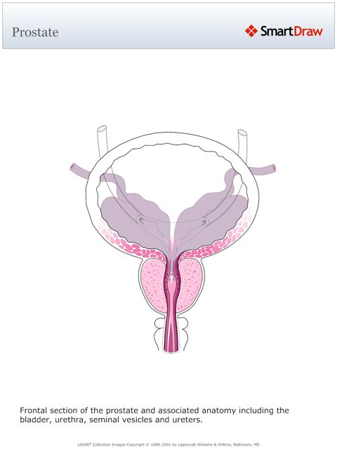 Prostate