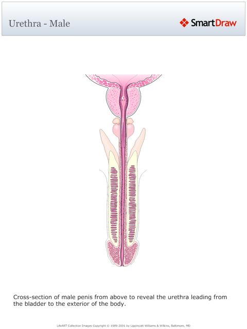 Urethra_-_Male