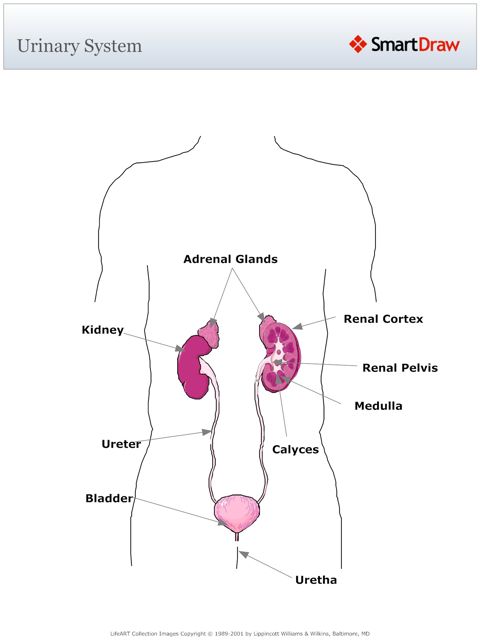 Urinary_System