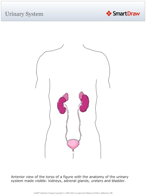 Urinary_System2
