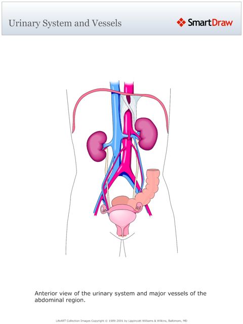 Urinary_System_and_Vessels