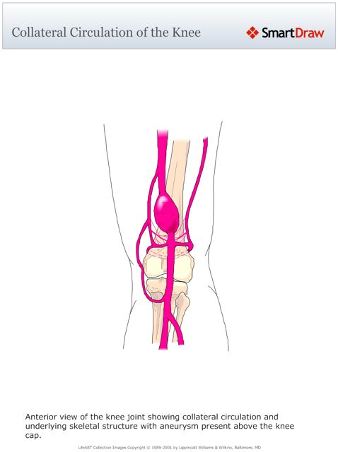 Collateral_Circulation_of_the_Knee