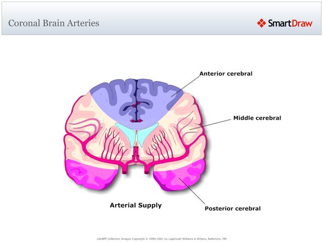 Coronal_Brain_Arteries