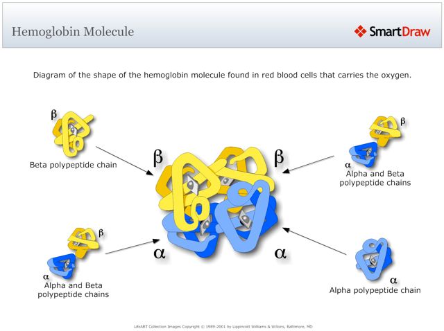 Hemoglobin_Molecule