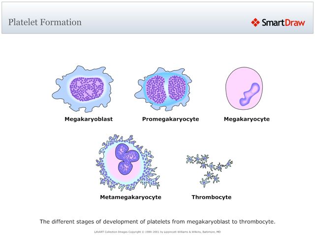 Platelet_Formation
