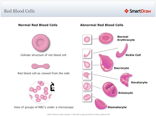 Red_Blood_Cells