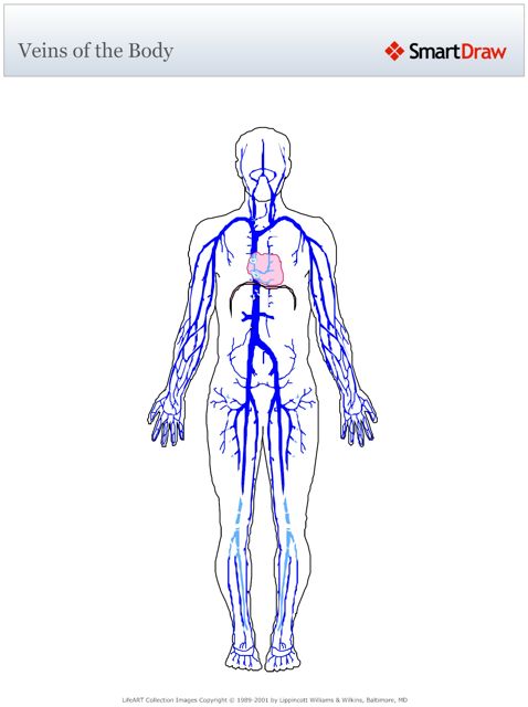Veins_of_the_Body