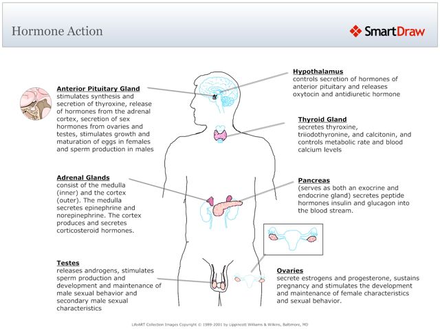 Hormone_Action