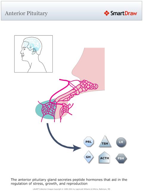 Anterior_Pituitary