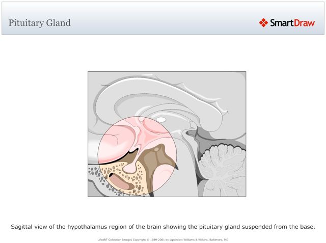 Pituitary_Gland