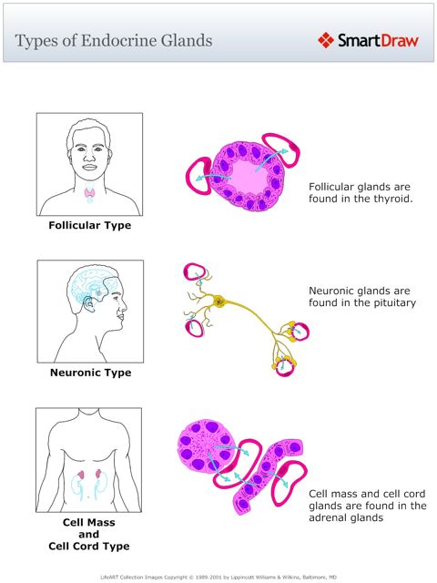 Types_of_Endocrine_Glands