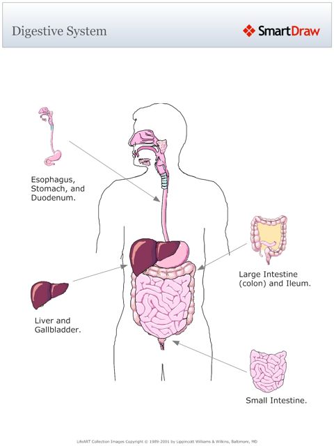 Digestive_System