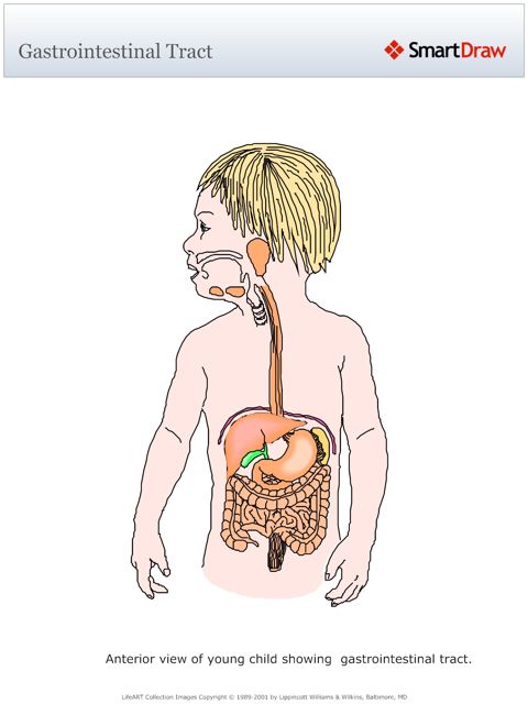 Gastrointestinal_Tract