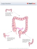 Large_Intestine