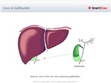 Liver_&_Gallbladder