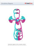 Circulation_Diagram