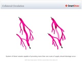 Collateral_Circulation