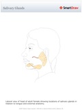 Salivary_Glands