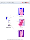 Sections_of_Small_Intestine