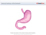 Internal_Anatomy_of_the_Stomach