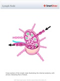 Lymph_Node