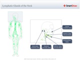 Lymphatic_Glands_of_the_Neck